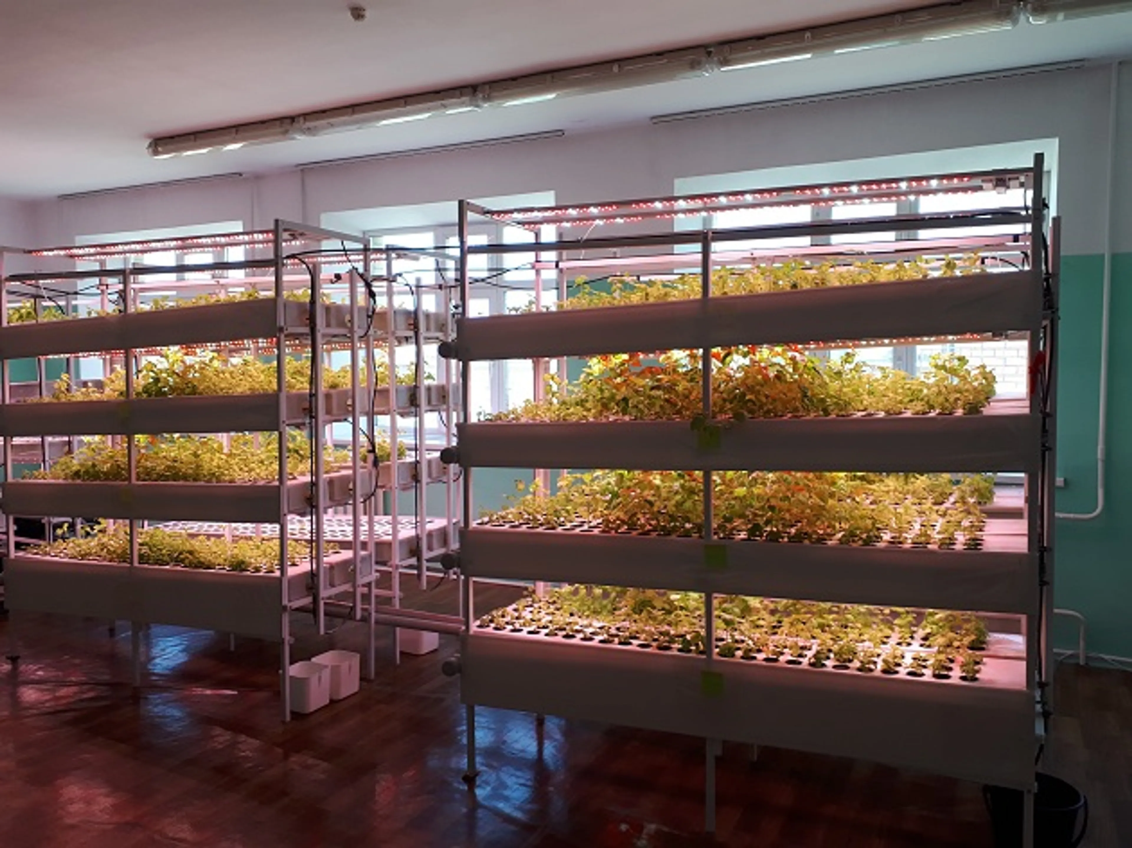 Капитал - Агротехнологии: как вырастить зелень без почвы