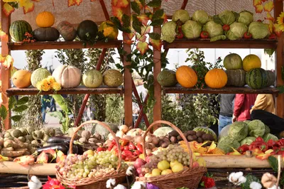 В Южном Казахстане собрано 1,3 млн тонн бахчевых культур