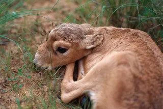 Капитал - Россельхознадзор назвал причину гибели сайгаков