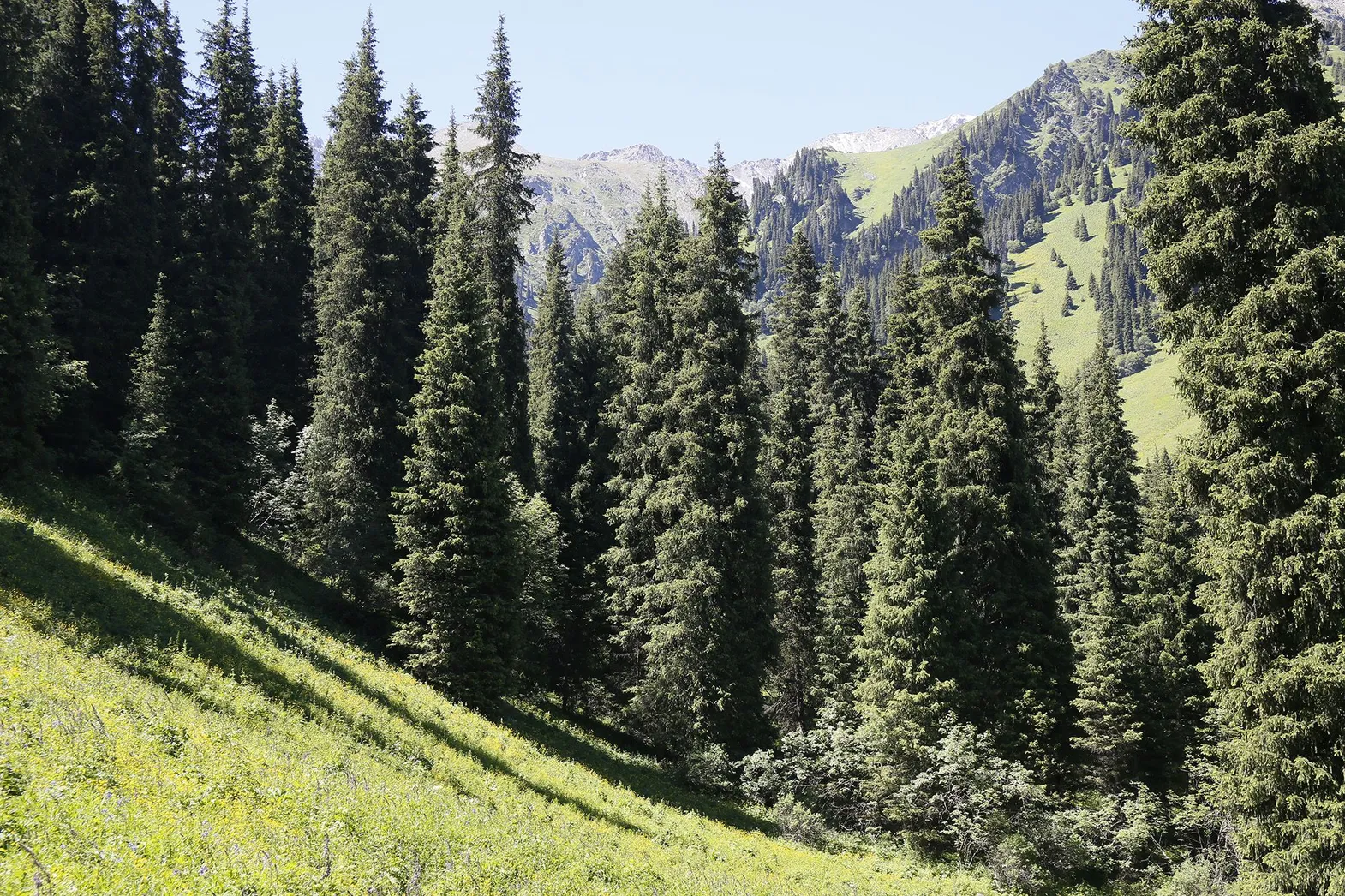 Фото: Руслан Пряников 