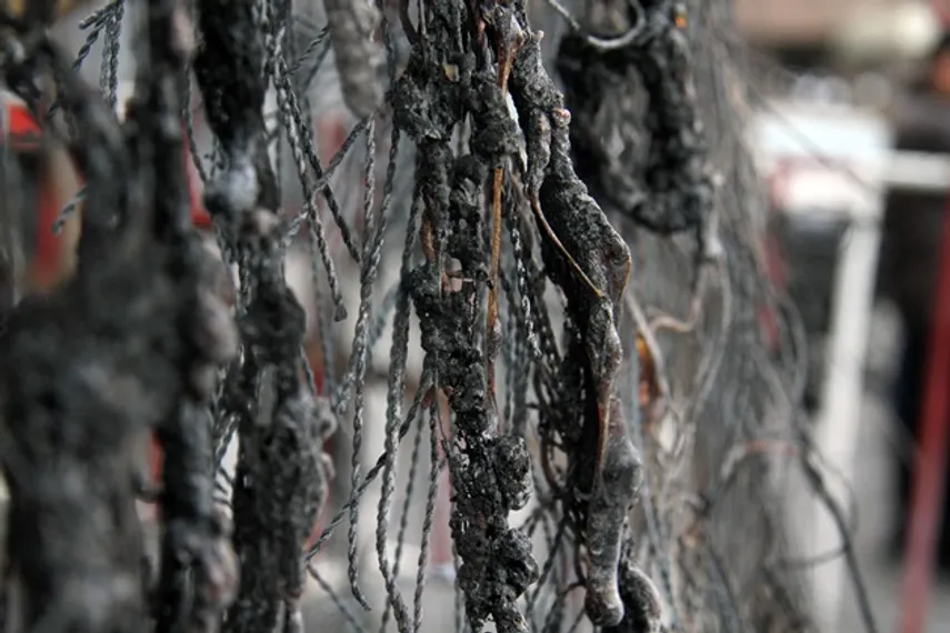 Капитал - Из-за возгорания ели в Алматы повреждены 4 машины