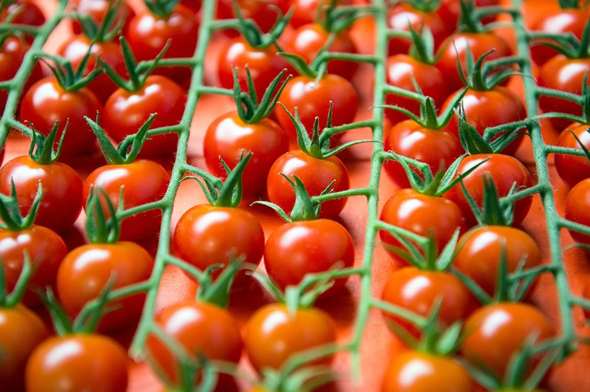 Капитал - Овощехранилище на 4250 тонн построят в Мангистауской области