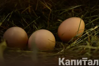 Капитал - Производство куриных яиц выросло на 12,1% за год