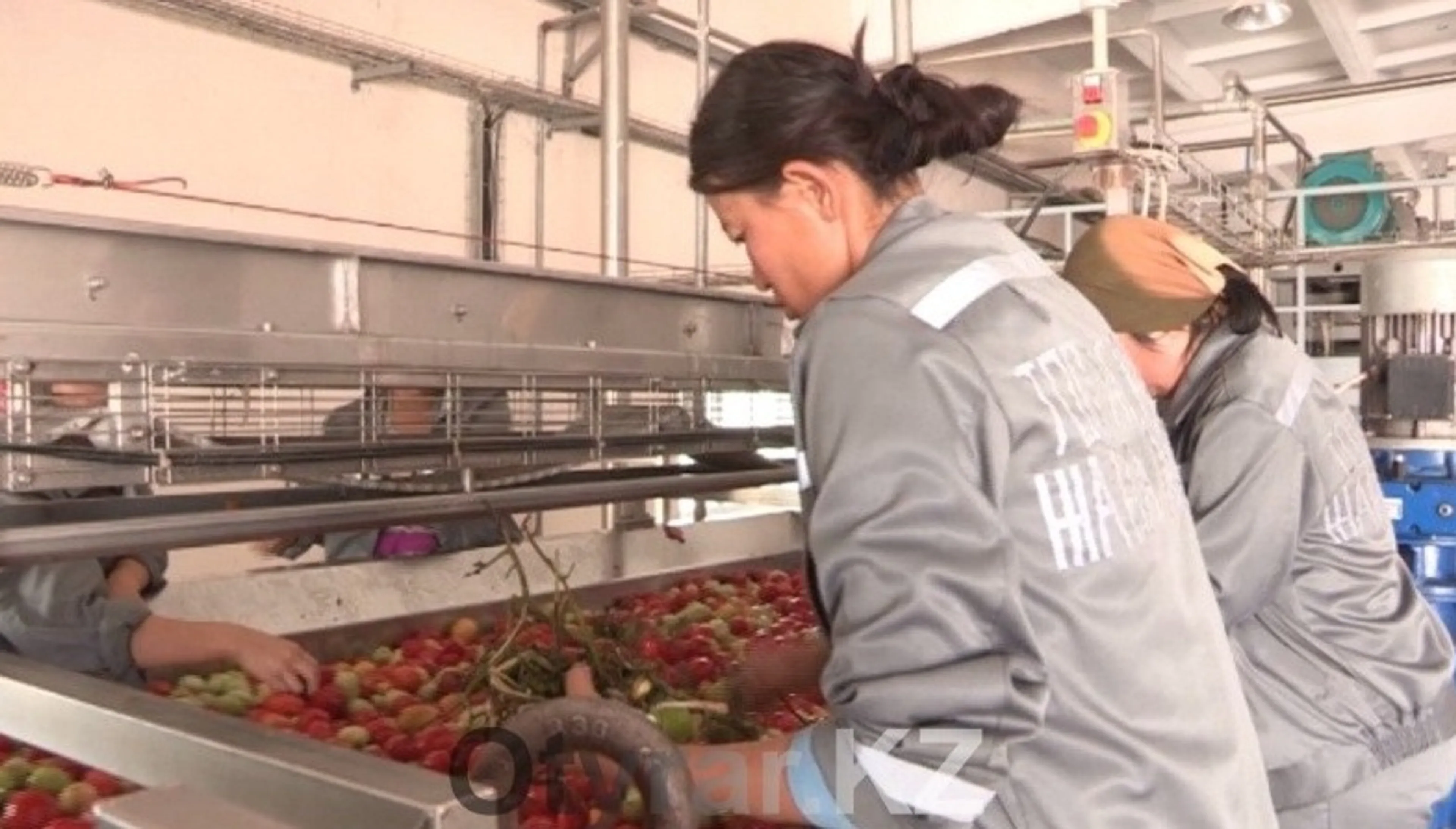 Капитал - Томатный завод приостановил работу