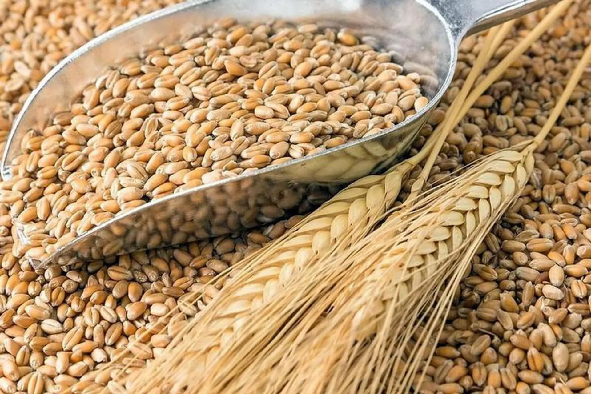 Капитал - Продкорпорация установила закупочные цены на пшеницу