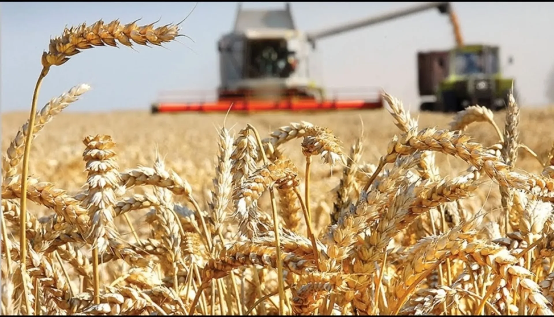 Капитал - Евгений Карабанов: Квоты на экспорт зерна оправданы