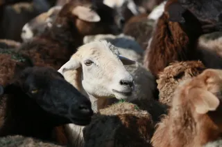 Фото: Руслан Пряников