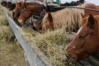 Капитал - Сухой порошок из кобыльего молока будут экспортировать в ЕС