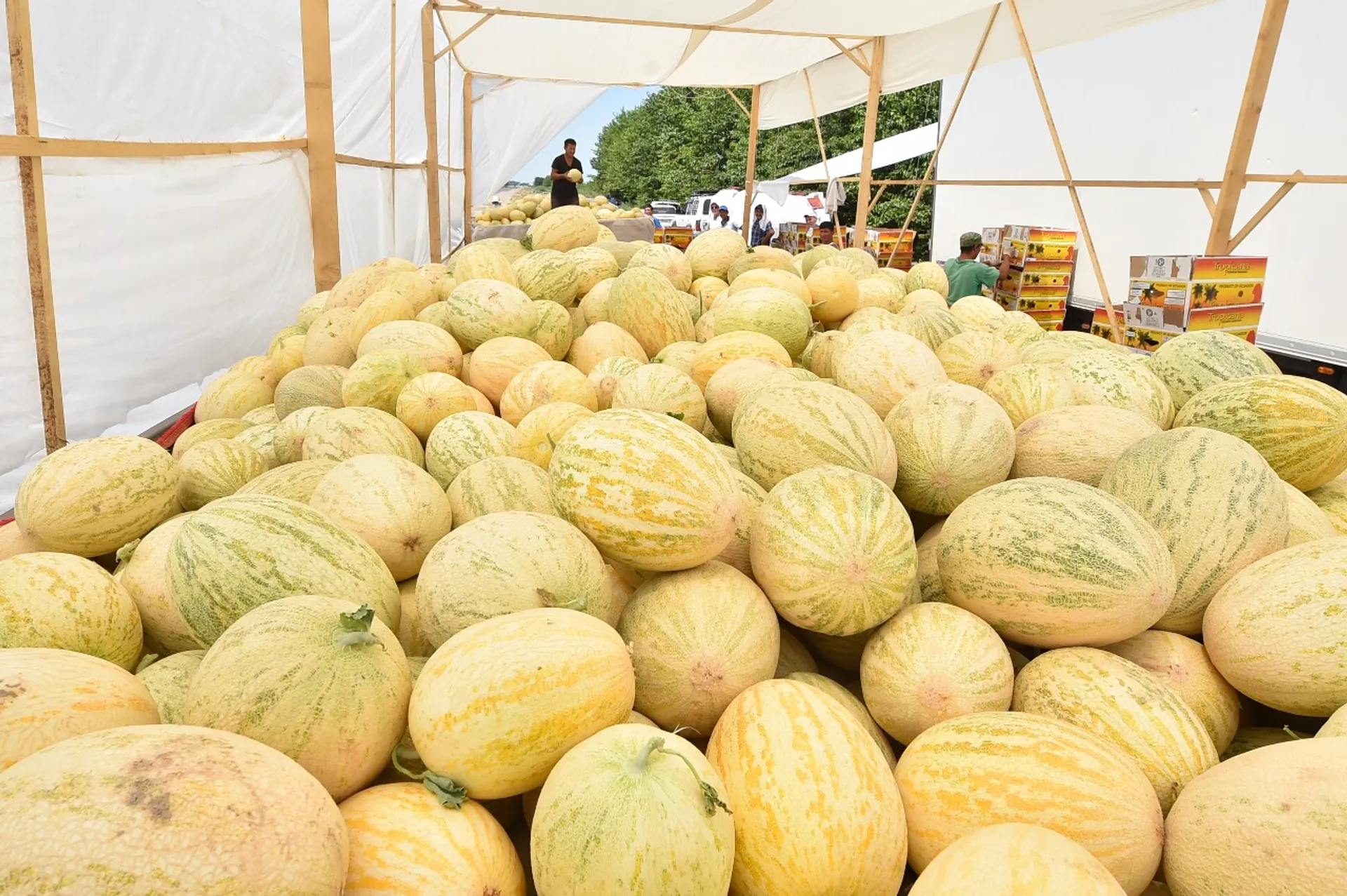 Капитал - Мактааральские дехкане экспортировали 70% собранного урожая дыни