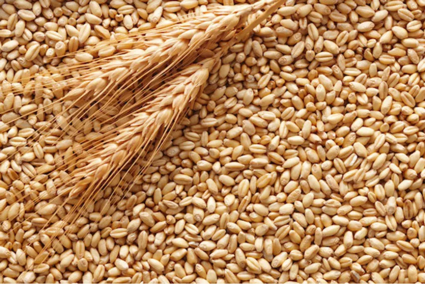 Капитал - Казахстан возобновляет экспорт пшеницы в Иран