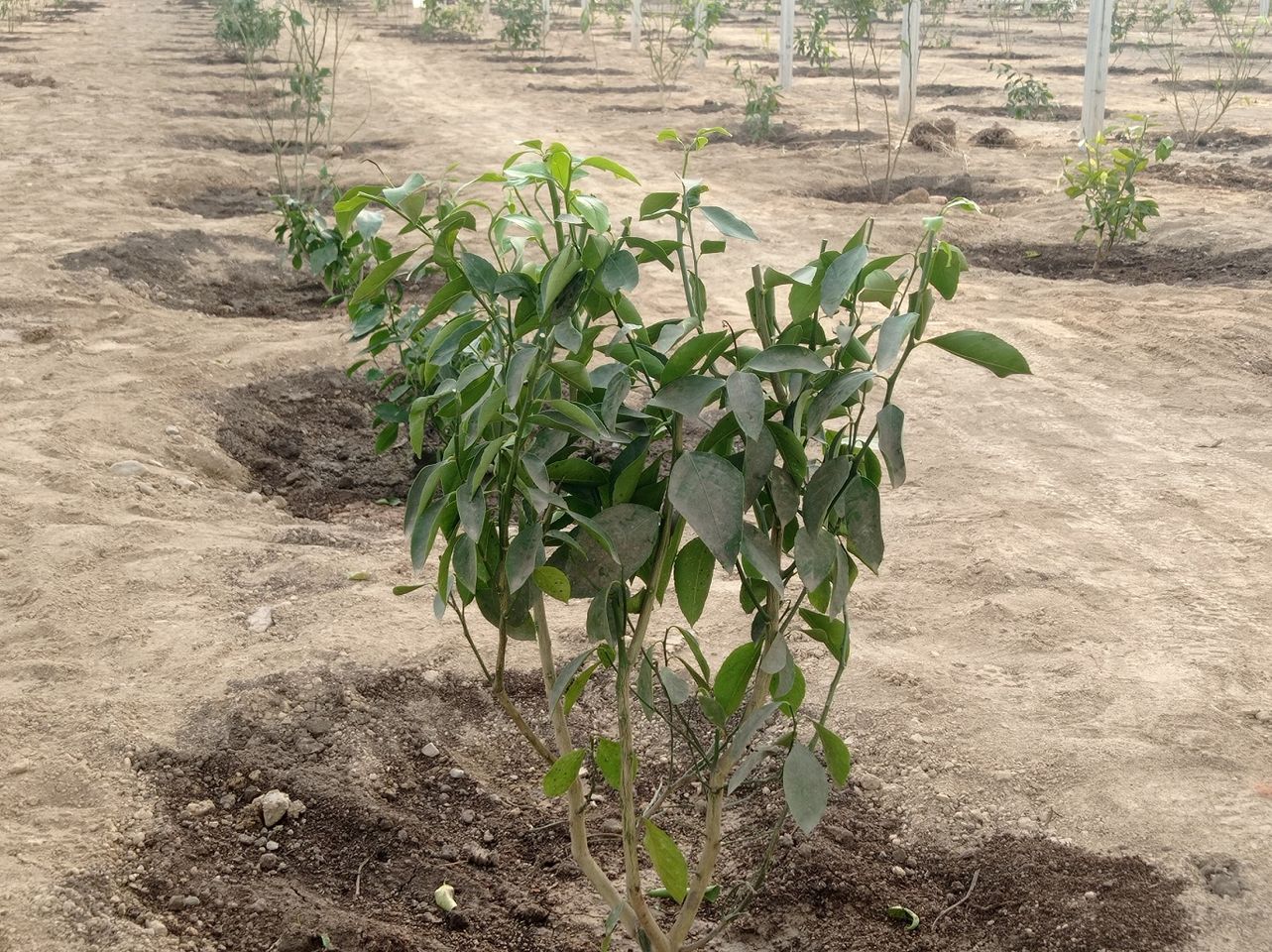 В индустриальной зоне Алматы выращивают лимоны  3487045 — Kapital.kz 