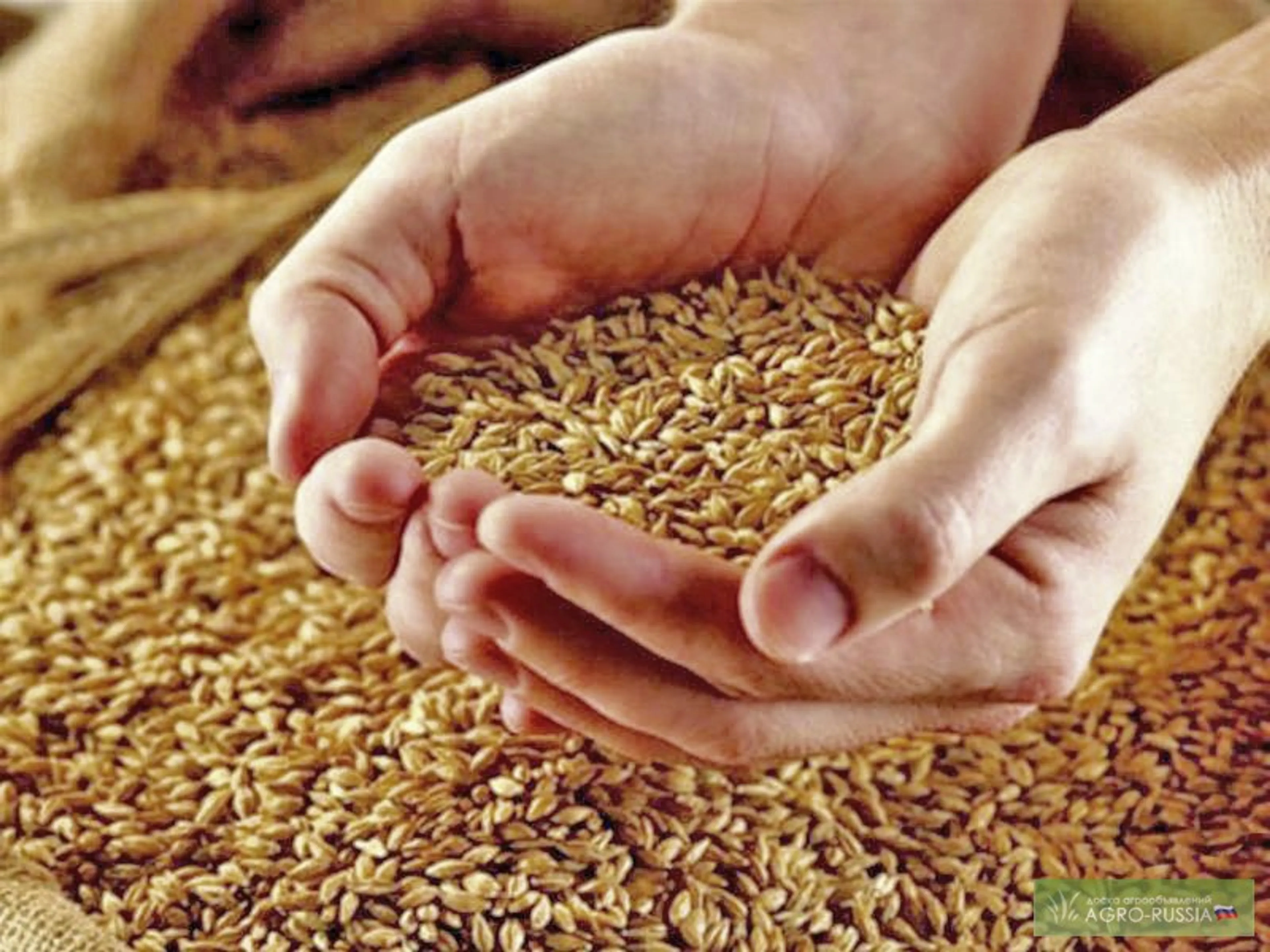 Капитал - Мировые цены на продовольствие в июле выросли на 10,2%