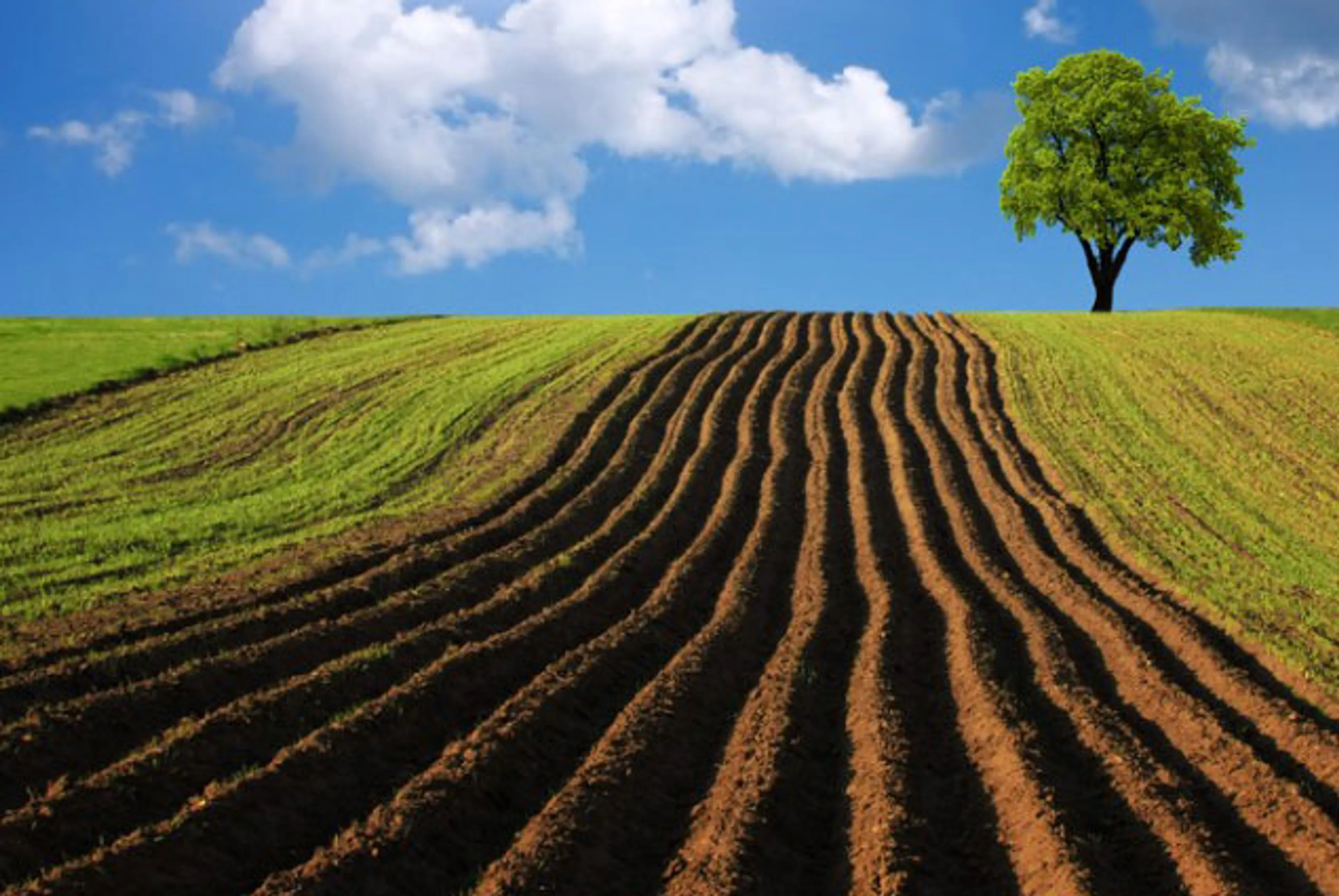 Капитал - Чиновники 4 районов отдавали сельхозземли не по назначению