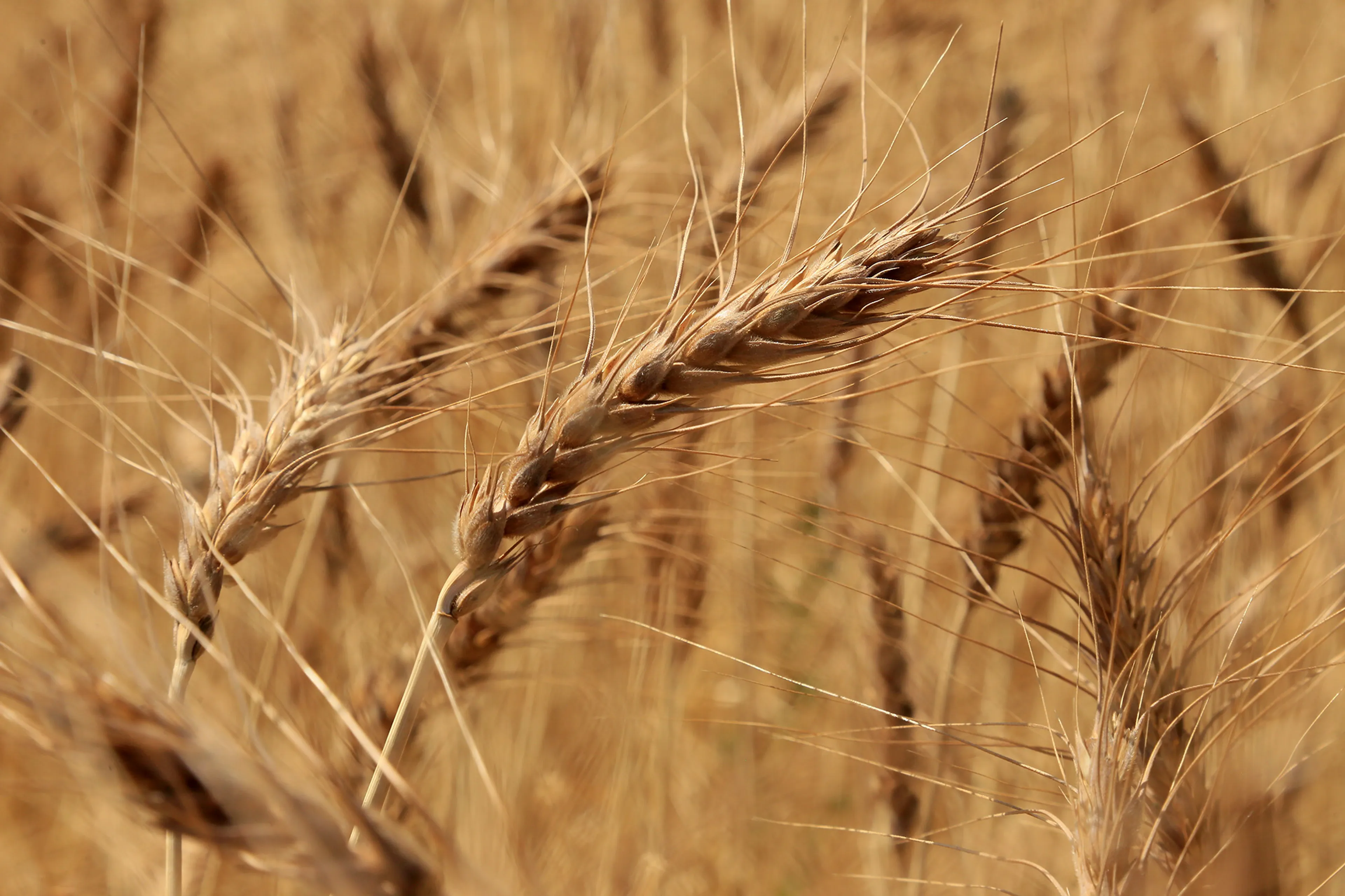 Капитал - В Казахстане планируют собрать 18,3 млн тонн зерновых