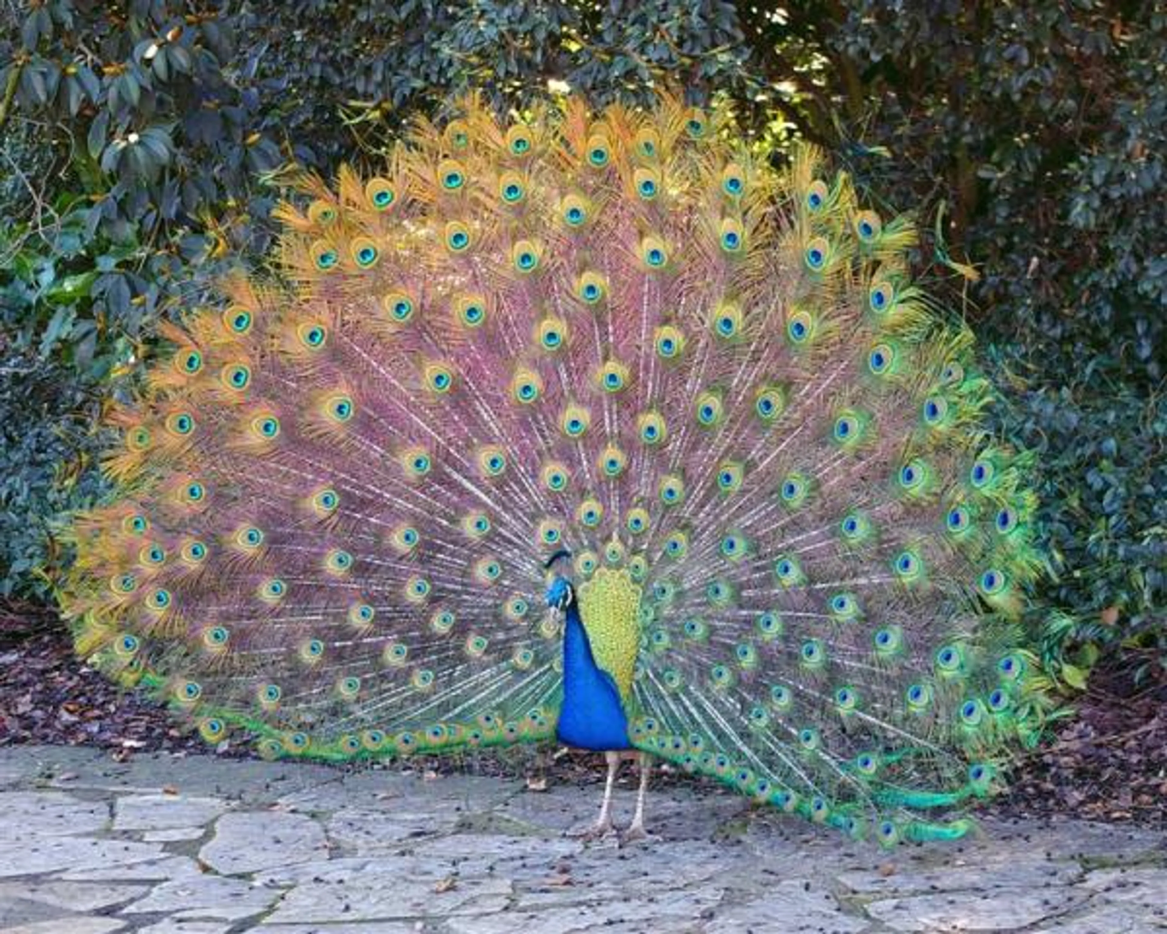 Капитал - Питомник для экзотических птиц открыли в ЮКО