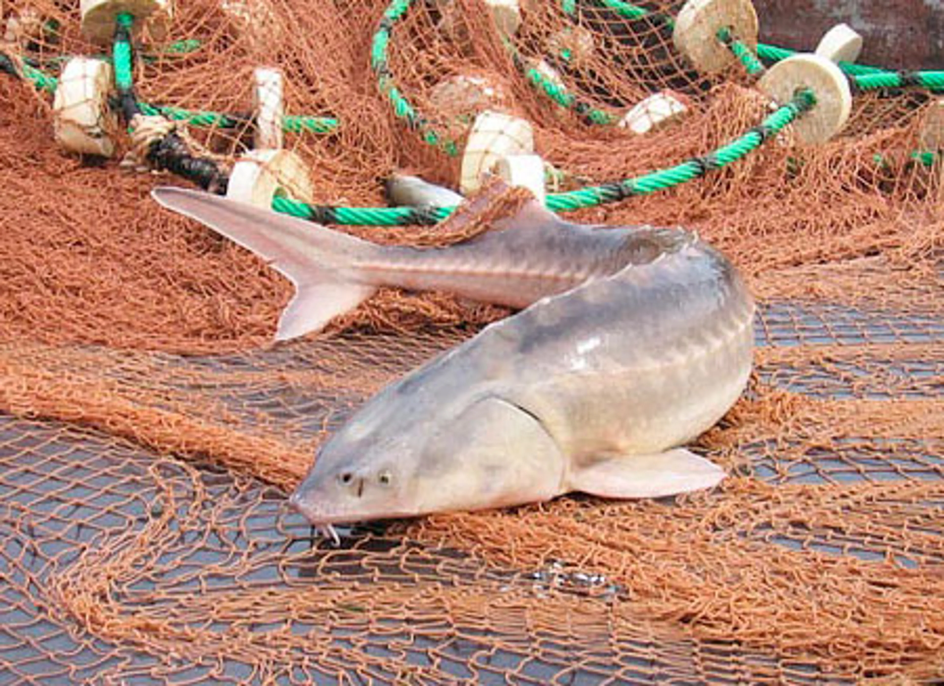 Капитал - Мораторий на лов осетровых поддержит РК