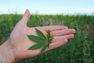 Капитал - Экстракт чуйской конопли пойдет на экспорт