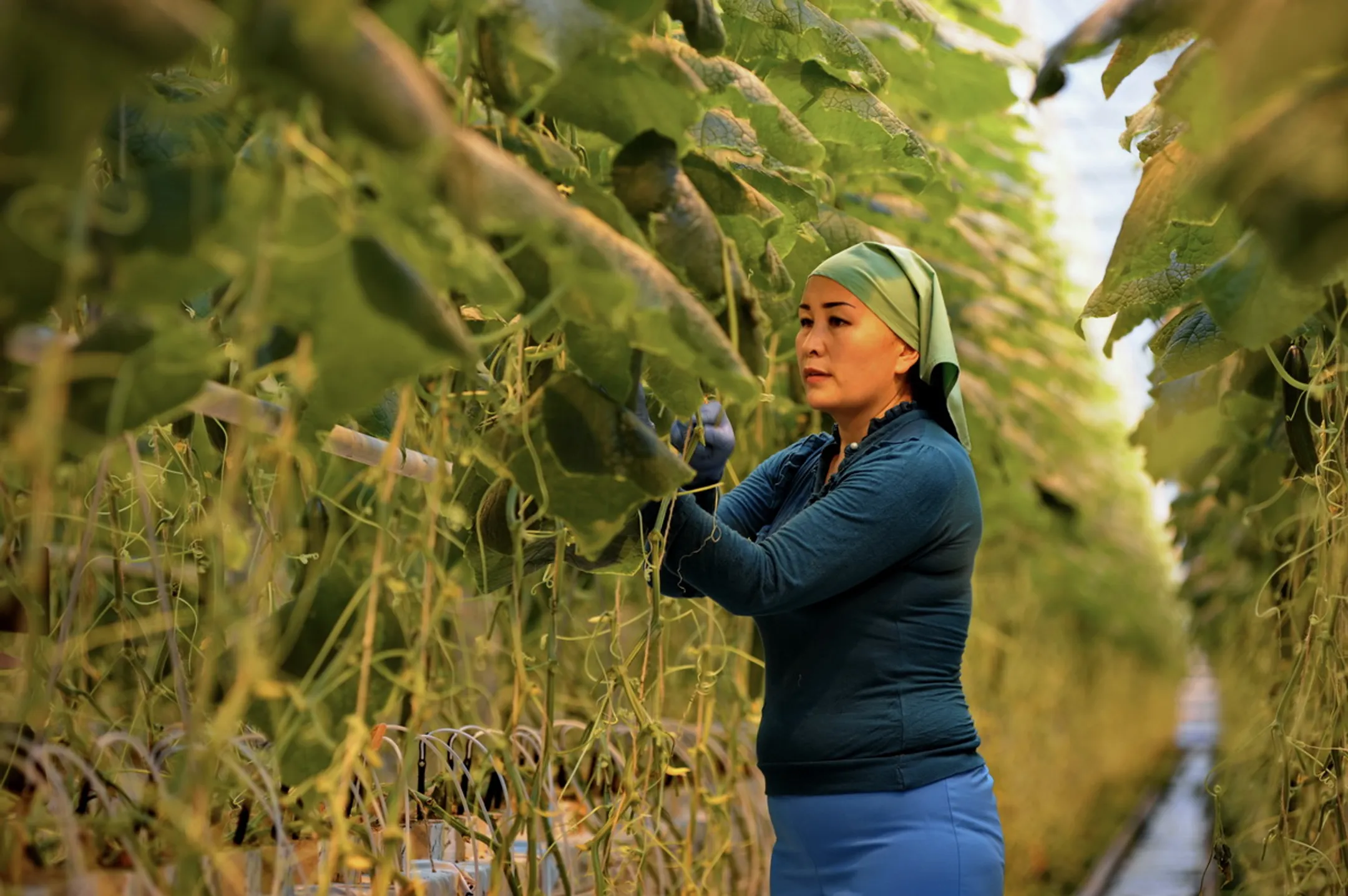 На микрокредитование сельчан выделят еще 14 млрд тенге - Image Kapital.kz