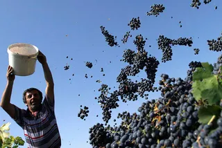 Капитал - Роман Абрамович вложится в производство вина под Анапой