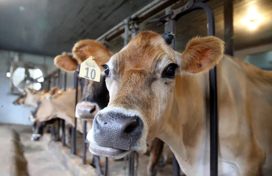 Капитал - Почему ТНК «Иналка» вернулась в Казахстан?