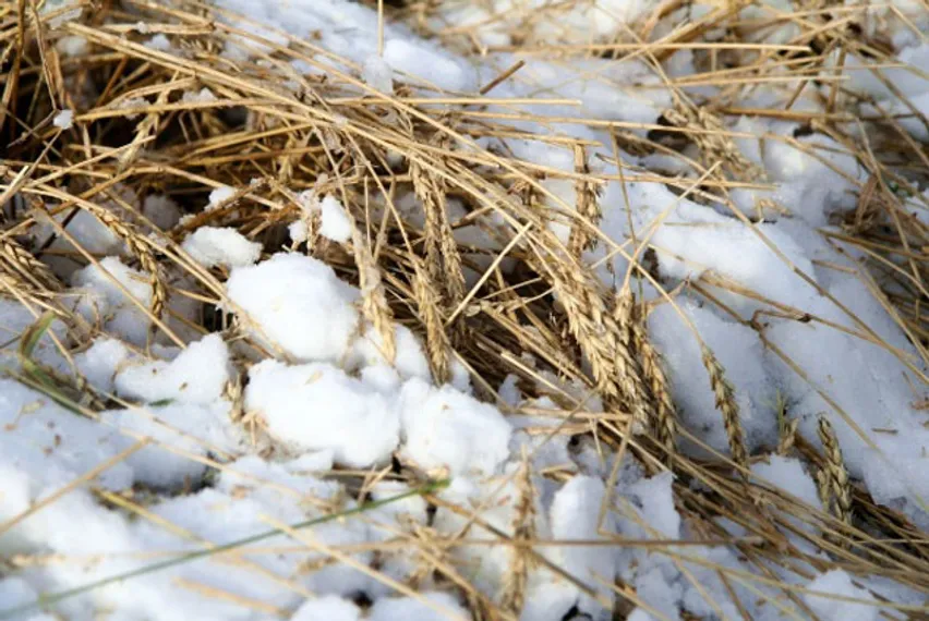 Капитал - 93 тыс. га зерновых остались под снегом в СКО