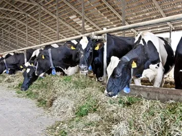 Завезенный в РК скот не заражен вирусом блютанга