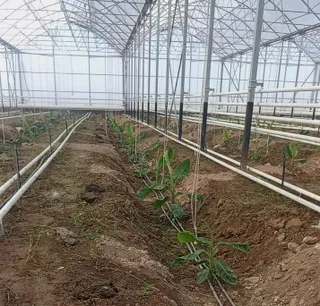 Капитал - Турецкая компания будет выращивать бананы в Казахстане