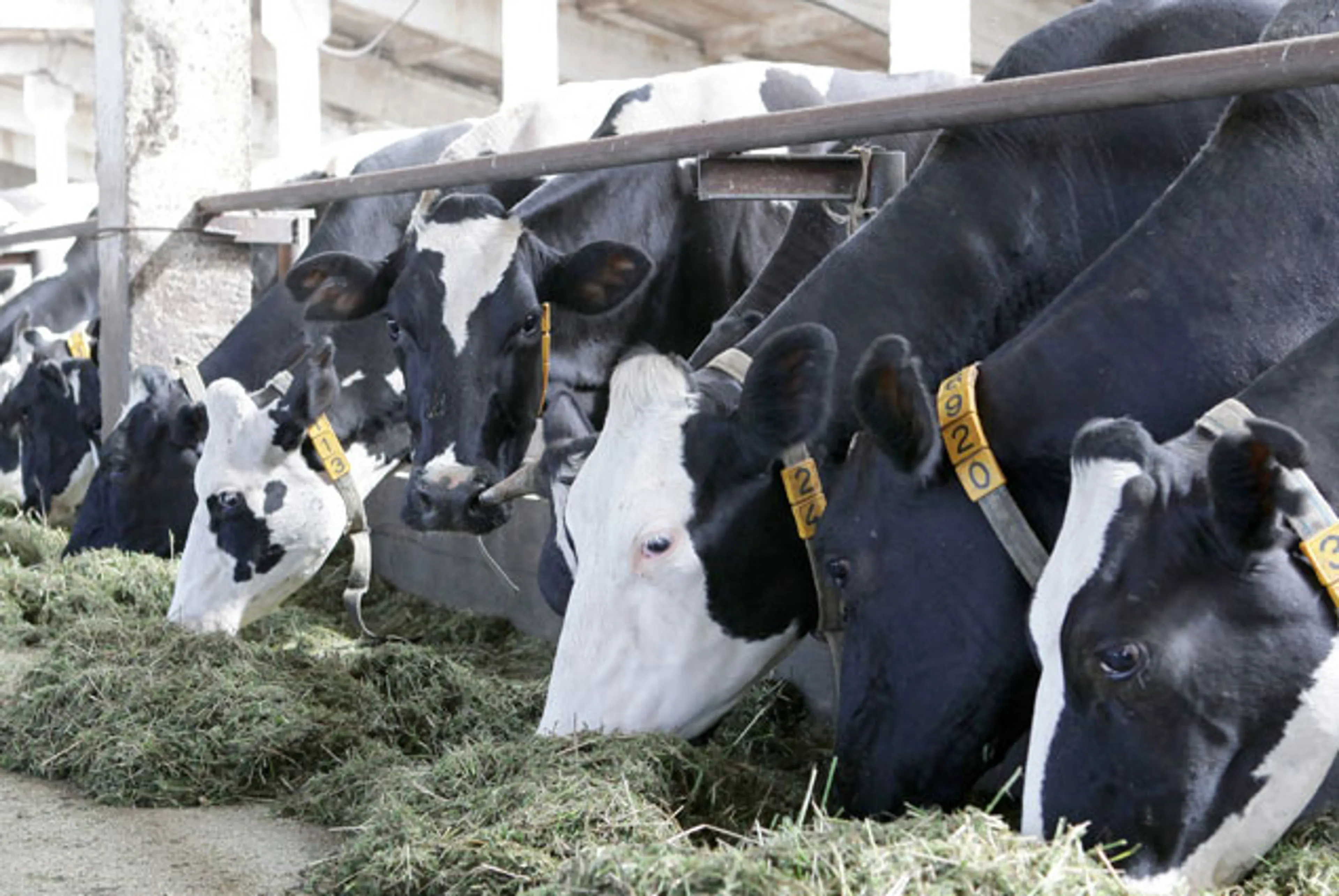 Капитал - Торговый союз США разорит канадских фермеров