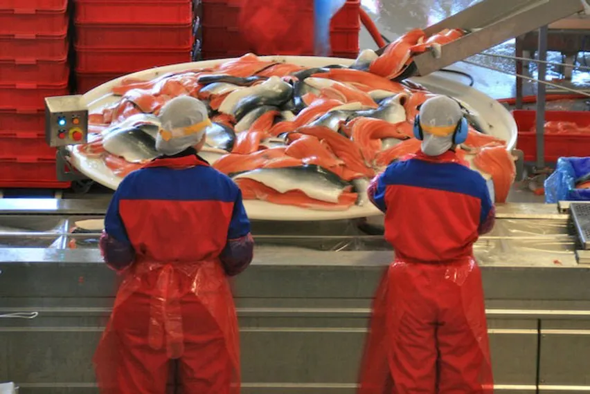 Капитал - Норвежские рыбаки в панике