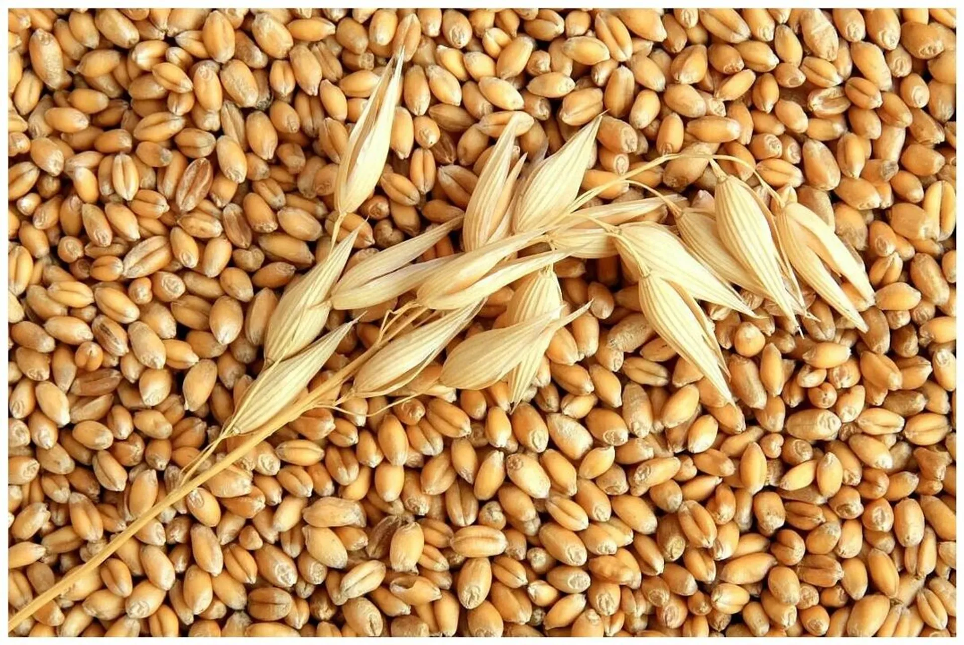 Капитал - Мировые цены на продовольствие в ноябре снизились на 10,7% - ФАО