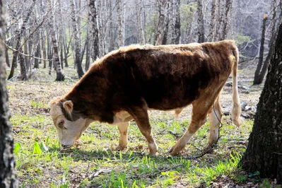 Фото: Руслан Пряников