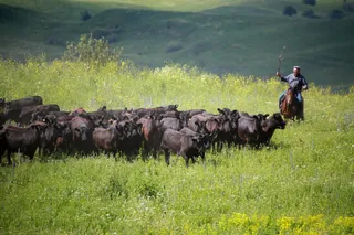 Капитал - Спасут ли фермера субсидии?