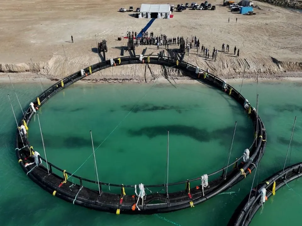 На Каспии стартовал уникальный проект по морскому рыбоводству