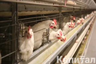 Капитал - Мясо птицы подорожало на 29% за год