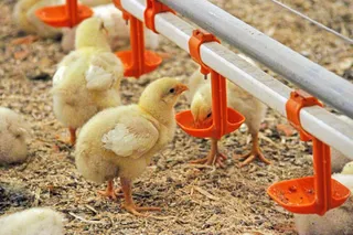 Капитал - В Актюбинской области появится новая птицефабрика