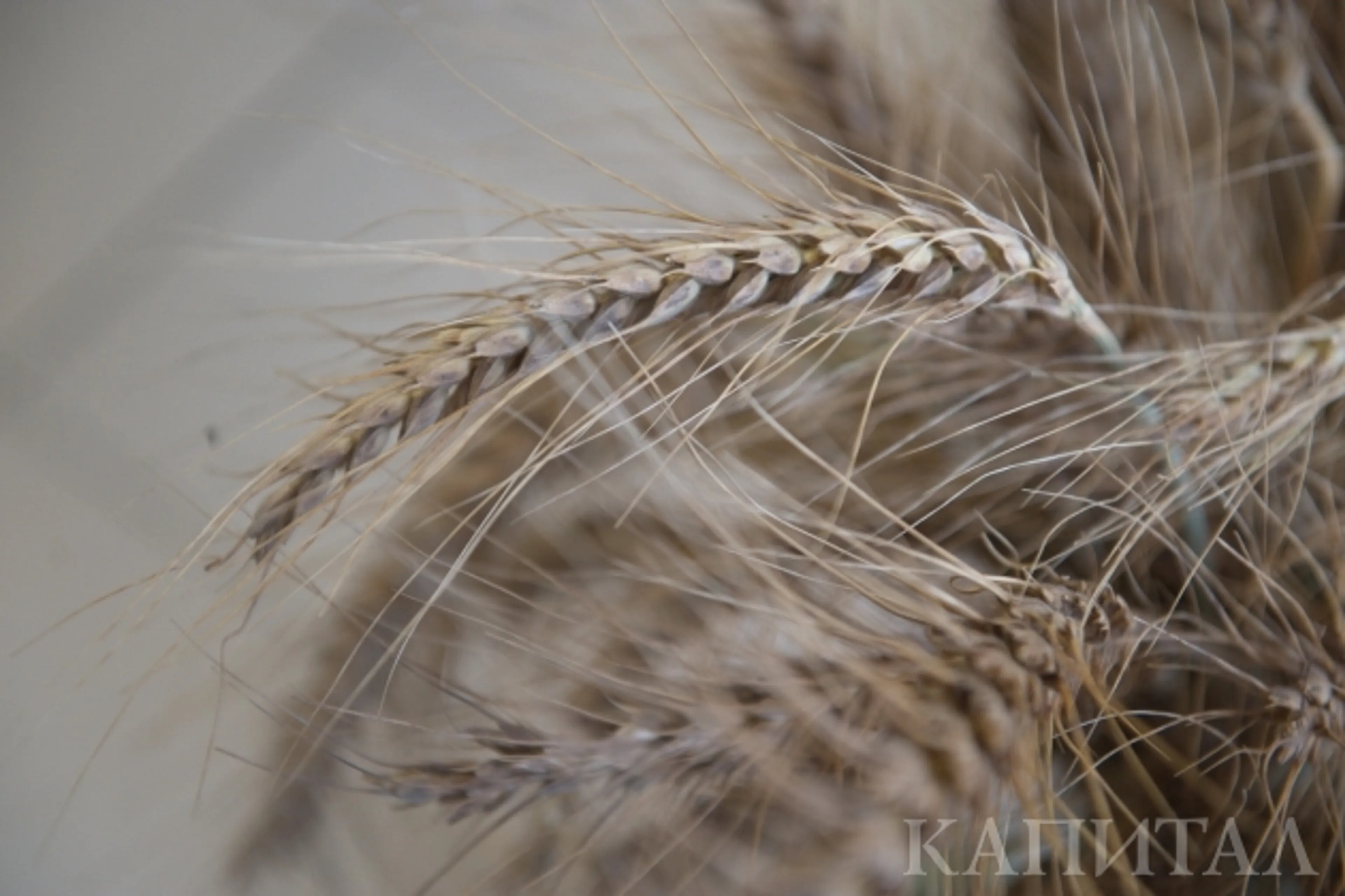 Капитал - Мировой сбор зерна снизится на 4 миллиона тонн