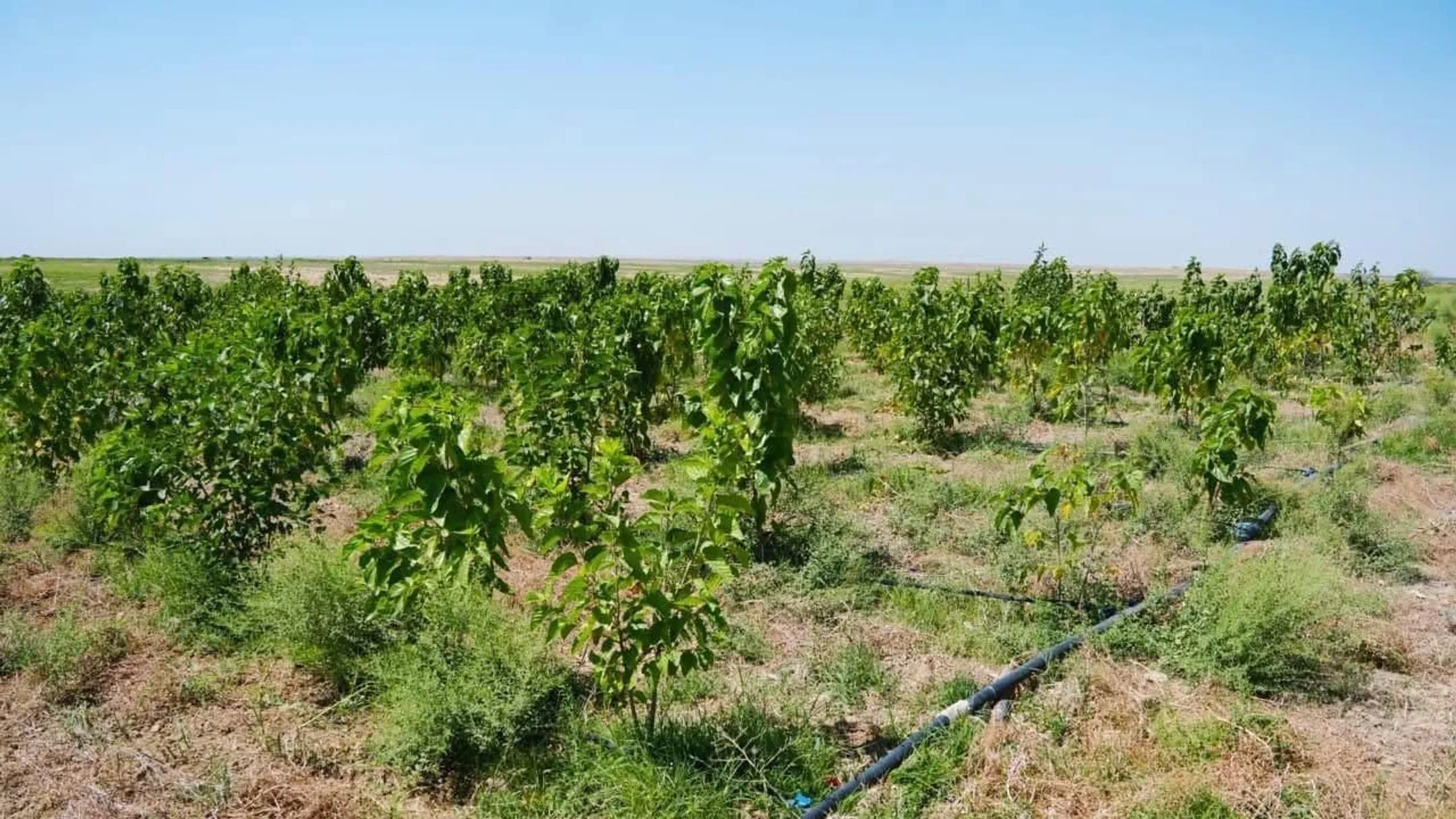 Изображение Kapital.kz