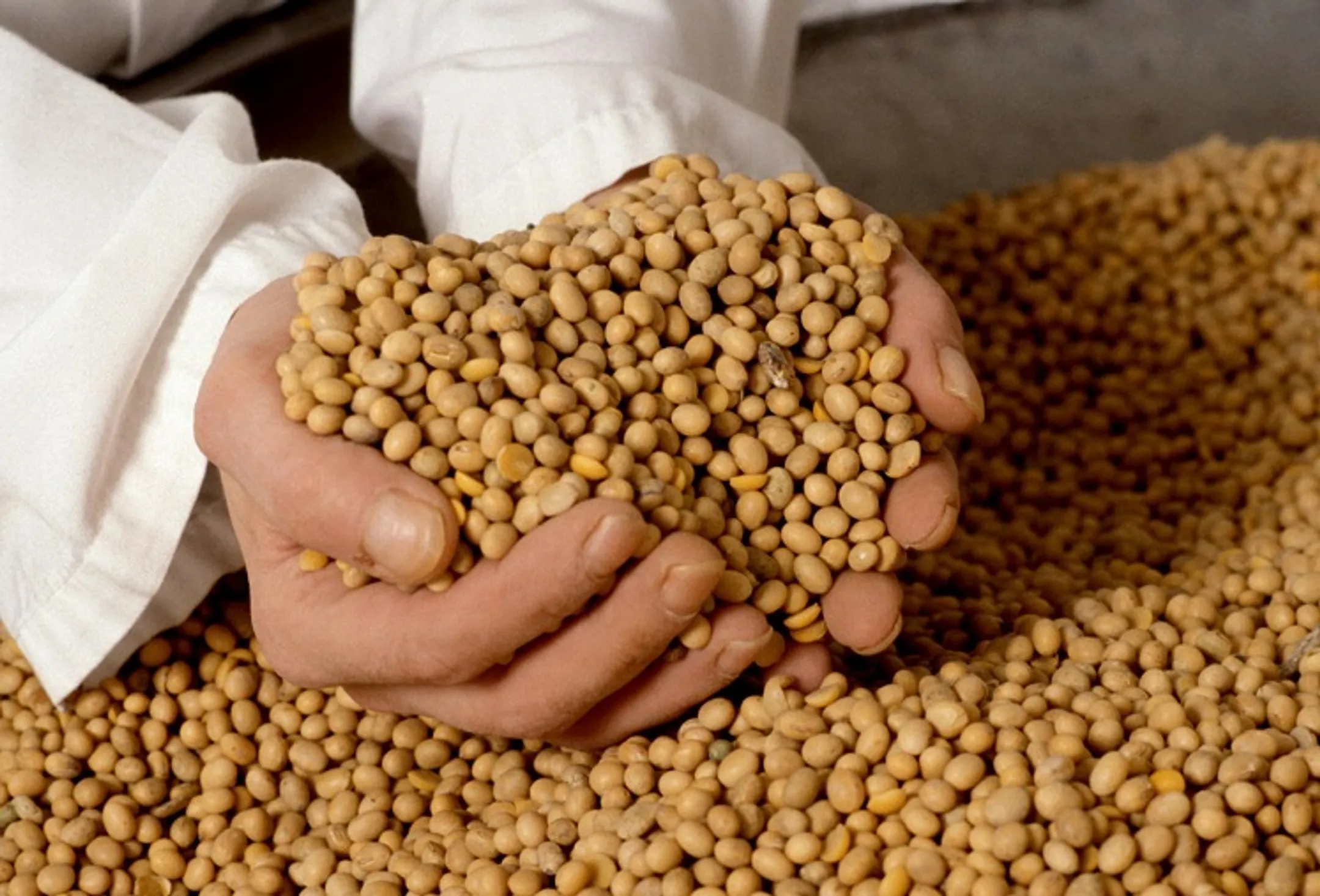 Запущен завод по переработке масличных культур - Image Kapital.kz