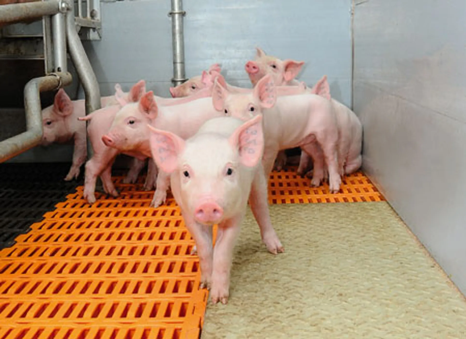 Капитал - Китай планирует купить крупнейшую свиноводческую компанию мира