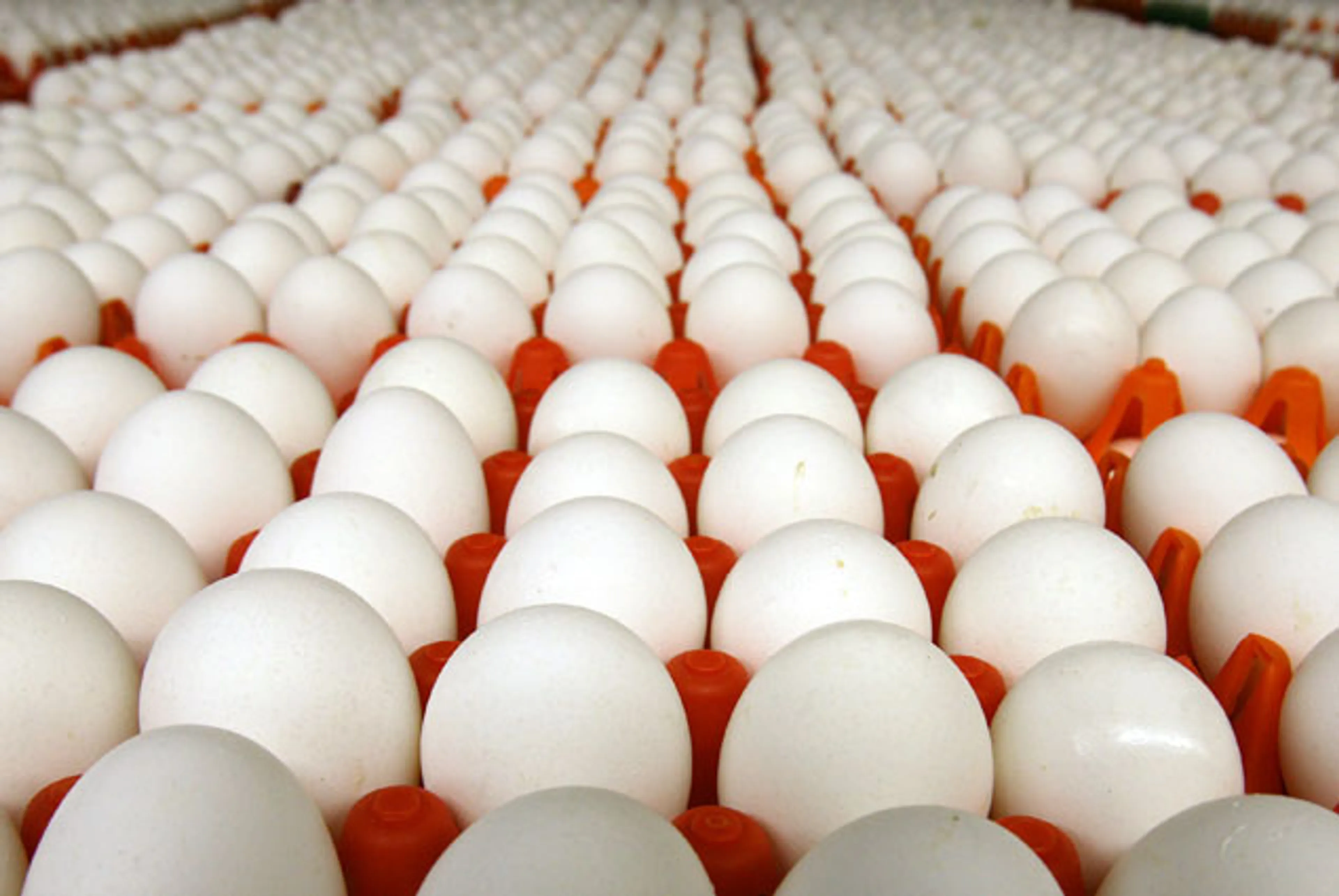 Капитал - Ввоз птицеводческой продукции в РК из России ограничен