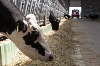 Капитал - Репродуктивную ферму создадут в Акмолинской области