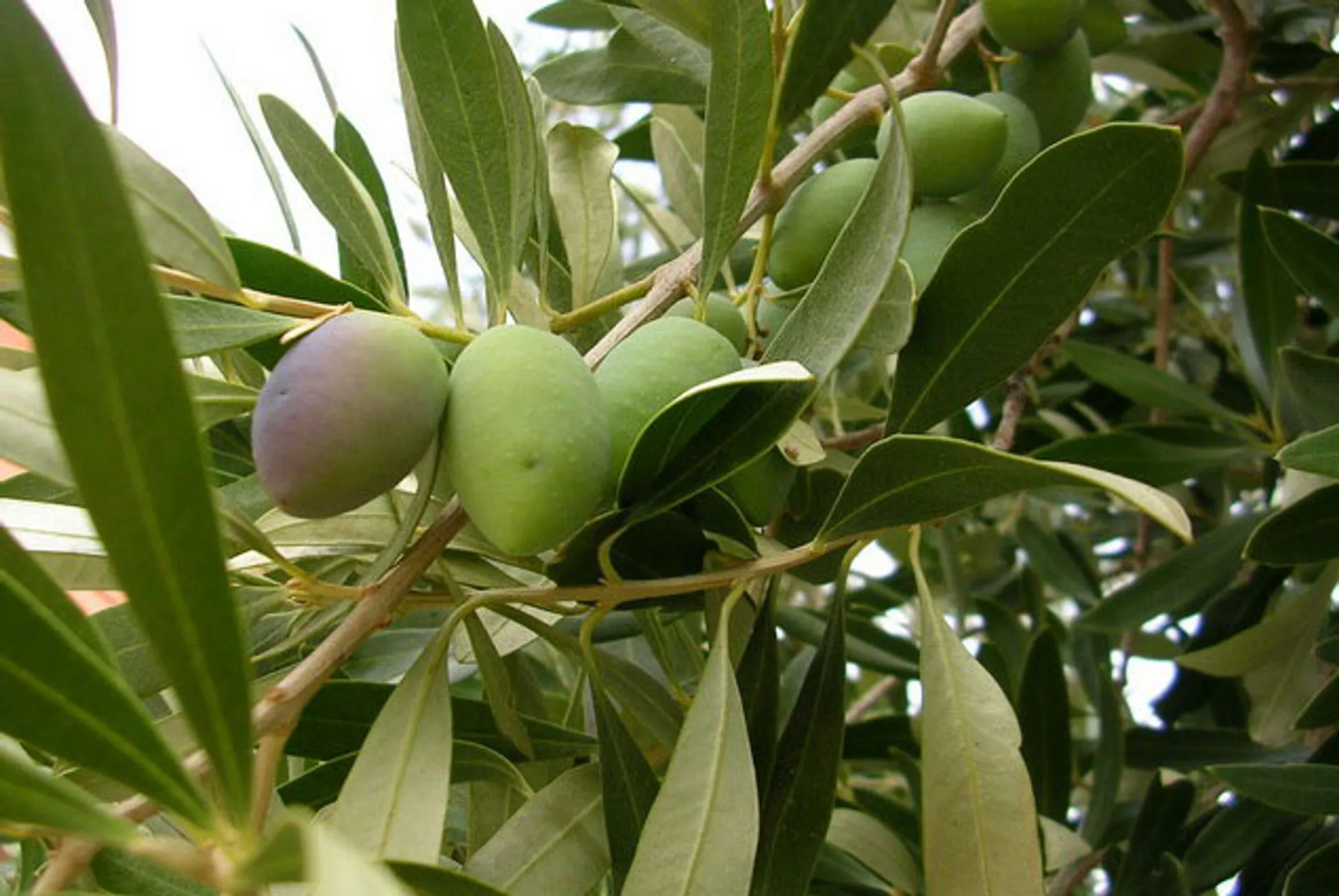 Оливковые деревья хотят выращивать в Мангистау - Image Kapital.kz