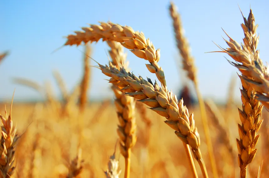 Капитал - Экспорт зерна снижен