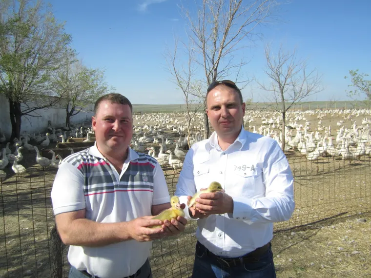 Капитал - Как братья Сергины строят сельхозкооперацию по германскому примеру