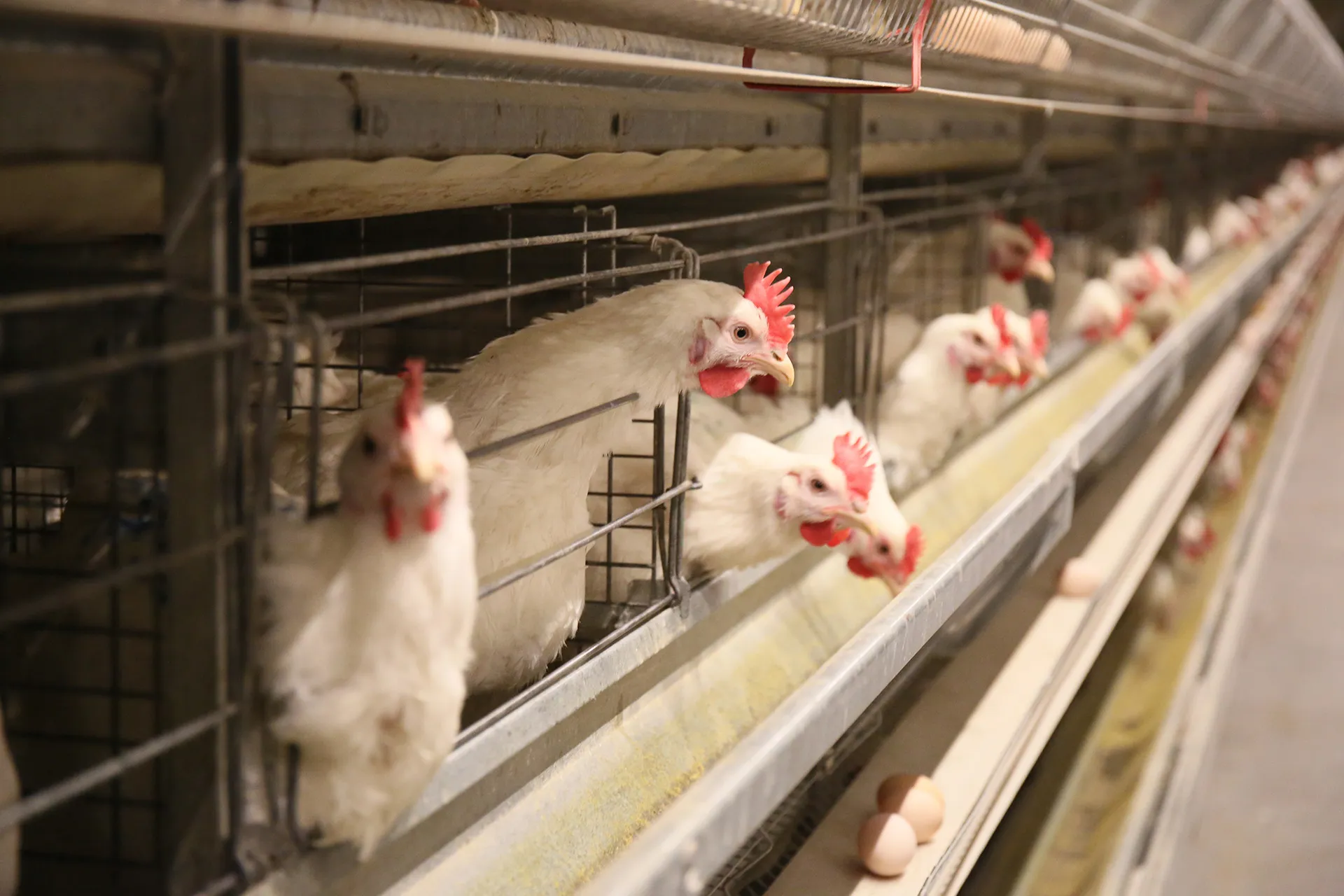 Капитал - Отечественные птицеводы оказались под давлением