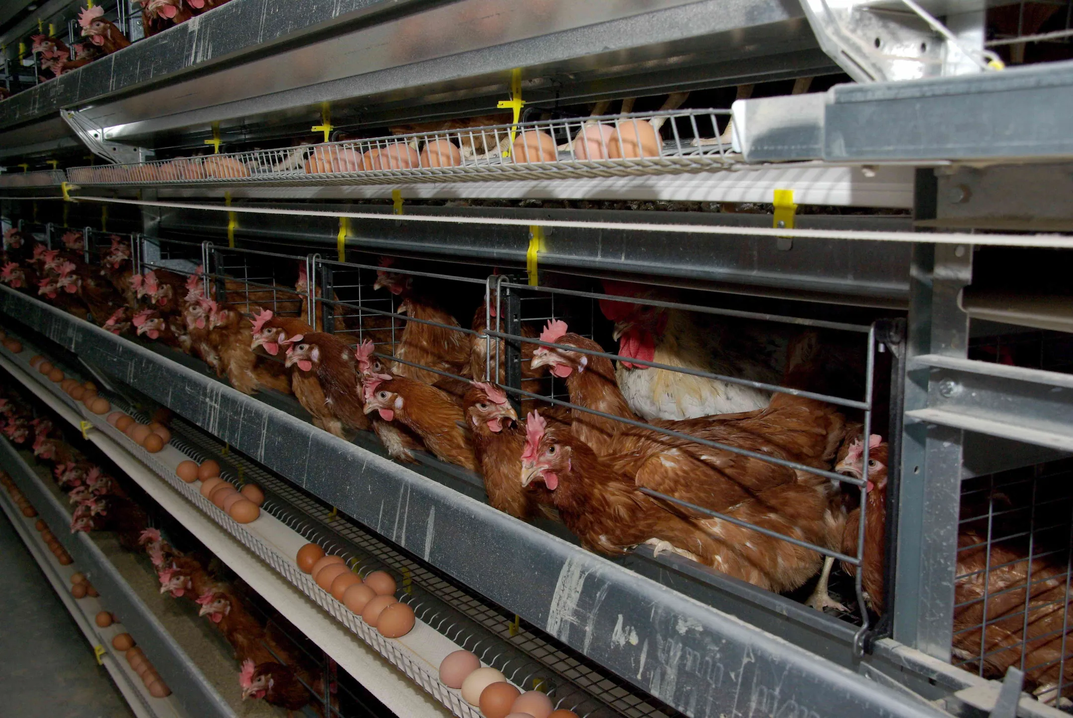 Фонд прямых инвестиций вложится в птицефабрику - Image Kapital.kz