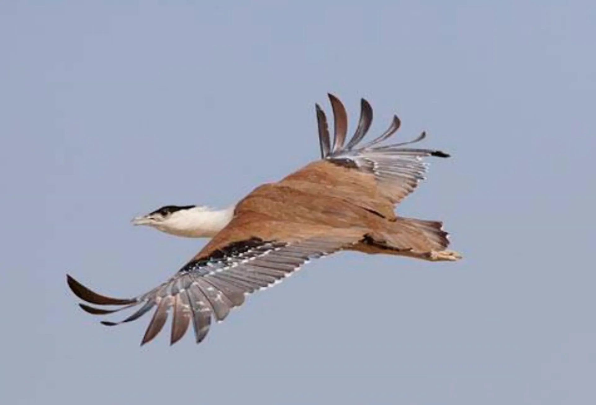 Капитал - Президент ОАЭ едет в Казахстан на соколиную охоту