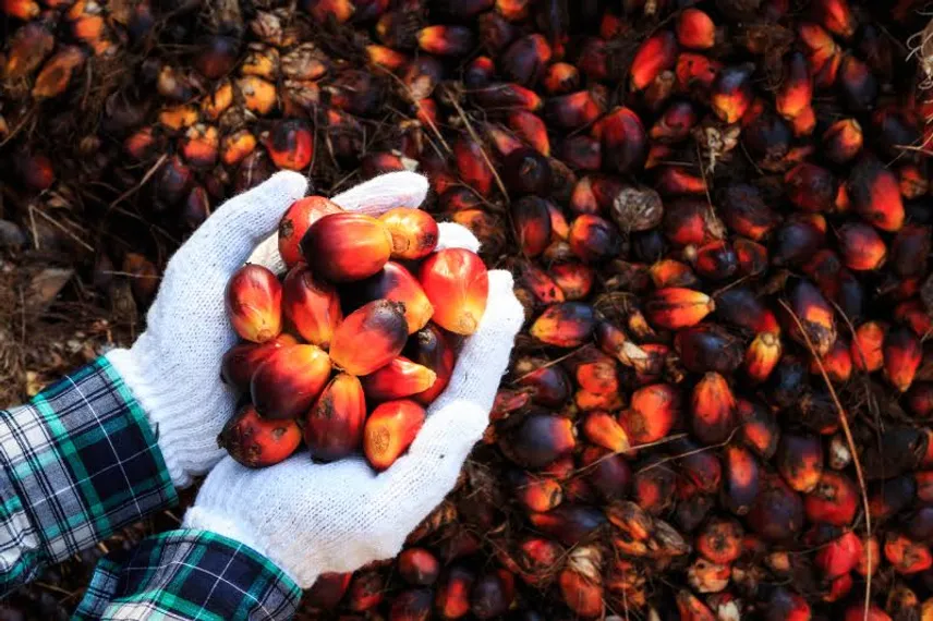 Капитал - Цены на пальмовое масло достигли максимума почти за 10 лет