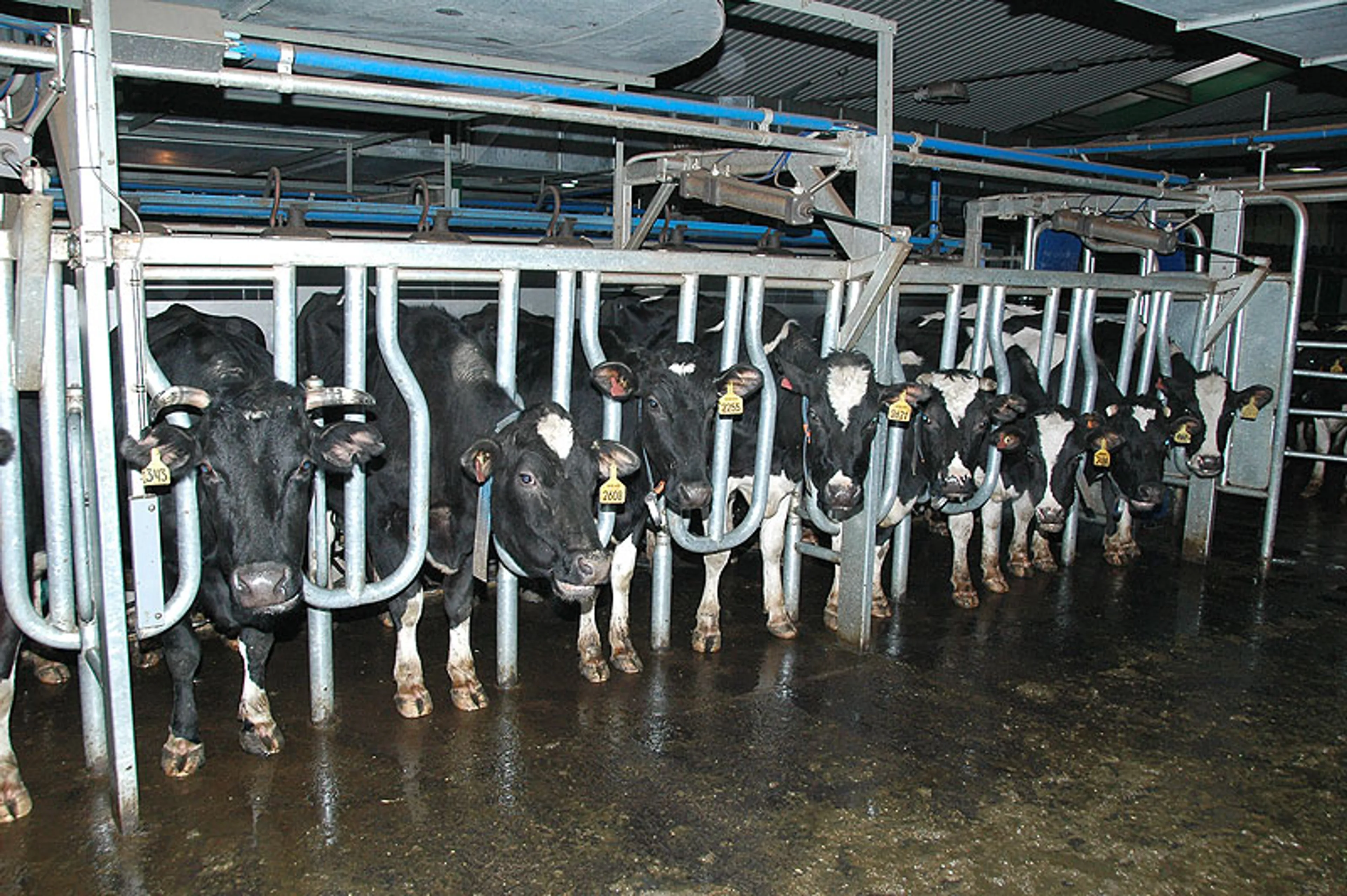 Капитал - Молочные фермы семейного типа поддержат субсидиями