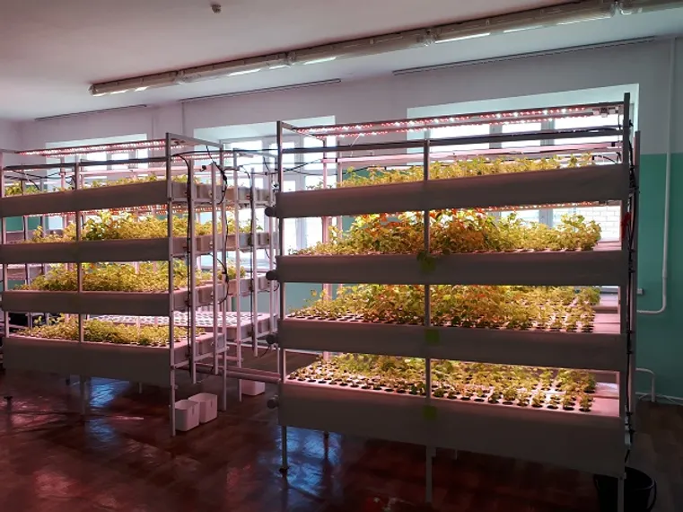 Капитал - Агротехнологии: как вырастить зелень без почвы